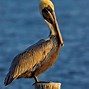 Image result for Pics of Flying Pelicans