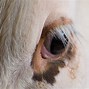 Image result for Cow Crying