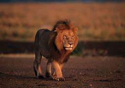 Image result for Kenya Lion