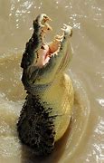Image result for Biggest Croc in the World