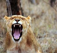 Image result for Sharp Teeth Animals