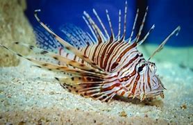 Image result for Poisonous Sea Creatures