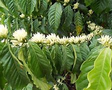 Image result for Coffee Plant Flowers Bud