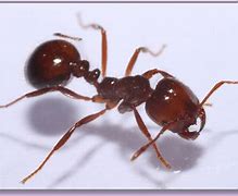 Image result for Red Imported Fire Ant