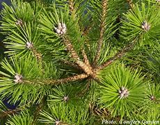 Image result for Pinus densiflora Low Glow