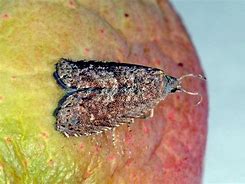 Image result for "oriental-fruit-moth"