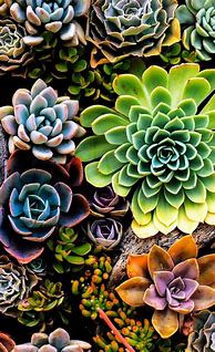 Image result for Succulent iPhone