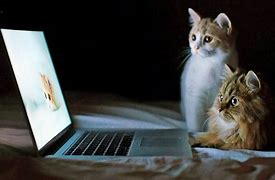 Image result for Funny Wallpapers for PC Animals