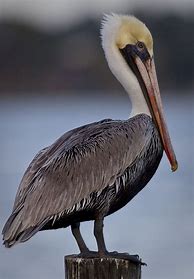 Image result for Pelican Photography