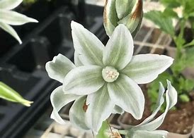 Image result for Ornithogalum nutans