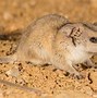 Image result for Smallest Land Animal