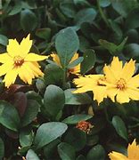 Image result for Coreopsis auriculata Elfin Gold