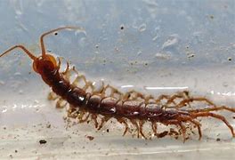 Image result for "garden-centipede"