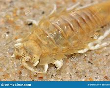 Image result for Isopod Head