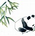 Image result for Giant Panda Bamboo