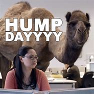 Image result for Hump Day Camel