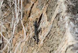 Image result for Lizard On Grey Wall