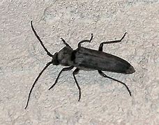 Image result for Black Cricket Flying Beetle