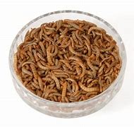 Image result for Live Mealworms