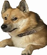 Image result for Angry Doge Meme
