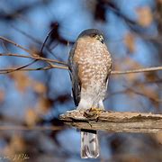 Image result for Sharp-shinned Hawk