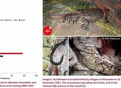 Image result for Casetify Cases Crocodile