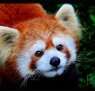 Image result for Brown Red Panda