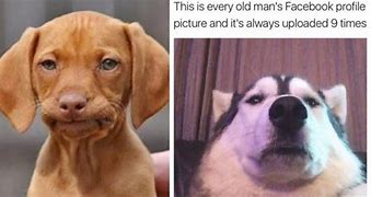Image result for Hilarious Doggo Memes