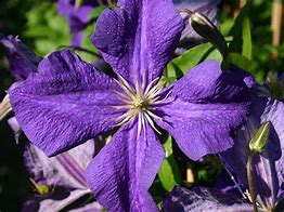 Clematis Jackmanii に対する画像結果