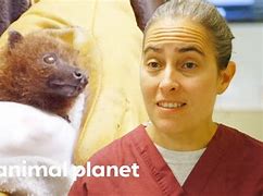 Image result for Small Fruit Bat