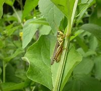 Image result for Grasshopper Insect