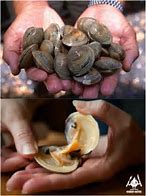 Image result for Quahog Hard Clam in the Wild