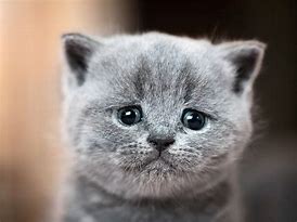 Image result for Cute Eye Cat Sad