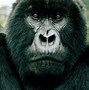Image result for Oldest Gorilla