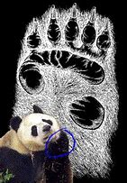 Image result for Giant Panda Adaptations