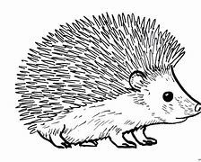 Image result for Hedgehog Drawing