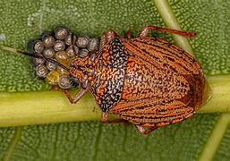 Image result for Female Stink Bug