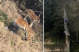 Image result for Tourist Killed by Tiger