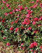 Image result for Camellia japonica Kramers Supreme