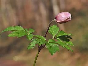 Image result for Anemone nemorosa JS® La Rochanne