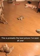 Image result for Distorted Dog Meme