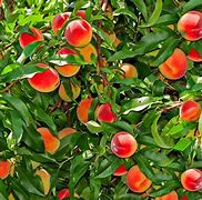 Image result for semi dwarf fruit tree