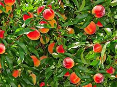 Image result for semi dwarf fruit tree