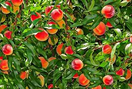 Image result for Dwarf Fruit Tree Seeds