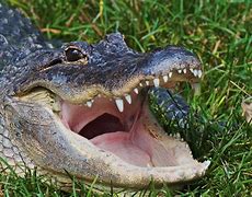 Image result for American Crocodile Teeth