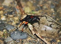 Image result for What Is the Biggest Bug in the World