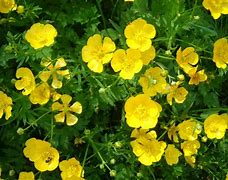 Image result for Buttercup and Butch Baby
