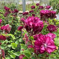 Image result for Clematis Red Passion