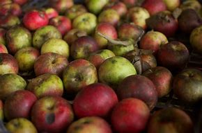 Image result for Winesap Apple Tree