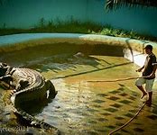 Image result for Largest Crocodile Ever Recorded